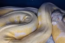 Trăn dài gần 5m đoàn tụ với chủ sau 6 tháng mất tích