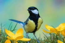 Sinh tháng Âm lịch này, năm Nhâm Dần 2022 khởi sắc kinh ngạc