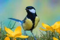 Sinh tháng Âm lịch này, năm Nhâm Dần 2022 khởi sắc kinh ngạc