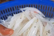 Việt Nam có loài cá không xương, xưa giá rẻ, giờ cao ngất 400.000đ/kg