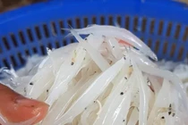 Việt Nam có loài cá không xương, xưa giá rẻ, giờ cao ngất 400.000đ/kg