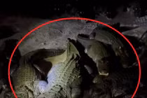 Ngủ trong lều, chàng trai giật mình vì đám 'khách không mời’ 