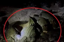 Ngủ trong lều, chàng trai giật mình vì đám 'khách không mời’ 