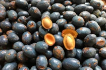 Lạ kì thứ quả miền quê nghèo tưởng bỏ đi giờ được săn lùng