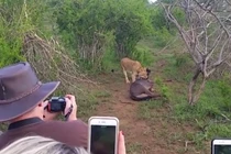 Video: Linh dương đầu bò thoát khỏi sư tử nhờ "vị cứu tinh" bất ngờ
