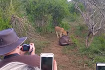 Video: Linh dương đầu bò thoát khỏi sư tử nhờ "vị cứu tinh" bất ngờ