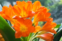 Nhà giàu trồng 3 loại hoa phát tài, hoa nở tới đâu lộc theo tới đó