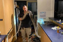 Đang xem TV, kinh hãi phát hiện trăn khổng lồ có 100 cái răng