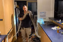 Đang xem TV, kinh hãi phát hiện trăn khổng lồ có 100 cái răng