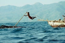 Video: “Rợn người” với màn săn cá voi khổng lồ 