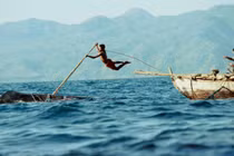 Video: “Rợn người” với màn săn cá voi khổng lồ 