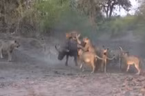12 con sư tử vây bắt trâu rừng 