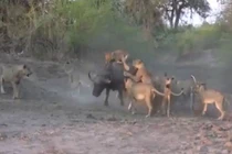 12 con sư tử vây bắt trâu rừng 