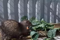 Loài vật lạ trông giống con nhím, 9X đem về nuôi, bán thu tiền tỷ