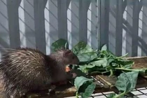 Loài vật lạ trông giống con nhím, 9X đem về nuôi, bán thu tiền tỷ