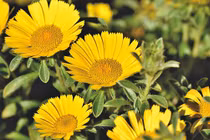 Tháng 6 đang đến gần, 4 con giáp hết nợ nần, tài lộc đến