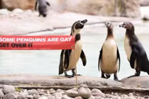 Hoan nghênh chim cánh cụt diễu hành tự hào đồng tính