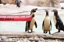 Hoan nghênh chim cánh cụt diễu hành tự hào đồng tính