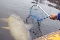 Câu được cá chép “cực khủng” trên hồ