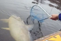 Câu được cá chép “cực khủng” trên hồ