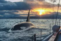 Đàn cá voi sát thủ tấn công 45 phút, đâm chìm du thuyền 