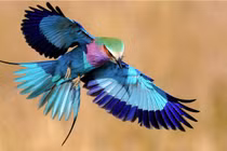 Loạt động vật hiếm, lạ lòe loẹt nhất hành tinh gây sửng sốt