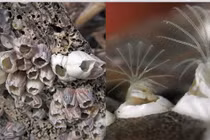 Loài vật có "của quý" lớn nhất thế giới: Nỗi ám ảnh của ngành hàng hải 