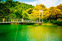 Phượng vàng phủ sắc, cầu treo ở Đắk Nông đẹp như tranh