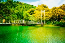 Phượng vàng phủ sắc, cầu treo ở Đắk Nông đẹp như tranh