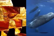 Loại "phân" động vật đắt nhất thế giới, có giá trị xấp xỉ vàng