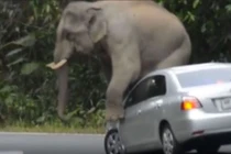 Voi rừng đạp gương, ngồi nát capô xe du khách 