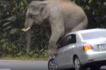 Voi rừng đạp gương, ngồi nát capô xe du khách 