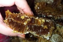 Thứ mật ong lạ, vừa đen vừa đắng giá cả triệu đồng/lít