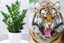 Người tuổi Dần muốn chiêu tài, hút lộc nên trồng cây gì?