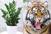 Người tuổi Dần muốn chiêu tài, hút lộc nên trồng cây gì?