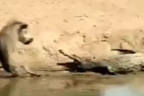 Video: Heo rừng suýt bỏ mạng vì “trêu ngươi” cá sấu 