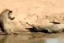 Video: Heo rừng suýt bỏ mạng vì “trêu ngươi” cá sấu 