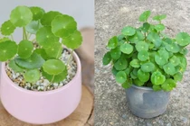 Những cây cảnh trồng trong nhà mang lại tài lộc tốt nhất