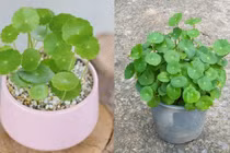 Những cây cảnh trồng trong nhà mang lại tài lộc tốt nhất