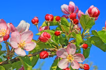 Sinh ngày Âm lịch này nỗ lực hết mình, sự nghiệp sớm thành công