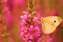 Cuối tháng 1, 4 con giáp được Thần Tài sủng ái