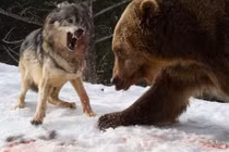 Gấu Bắc Mỹ láu cá cướp miếng ăn từ miệng sói 