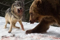 Gấu Bắc Mỹ láu cá cướp miếng ăn từ miệng sói 