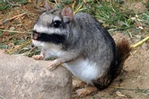 Loài vật nhiều người sợ hãi nhưng là món ngon hiếm có ở Argentina 