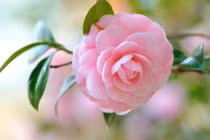 3 con giáp danh lộc như ý, giữa tháng 3 hốt vàng hứng bạc