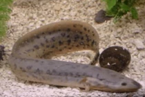 Loài cá có thể sống 4 năm không cần ăn uống trên sa mạc