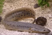 Loài cá có thể sống 4 năm không cần ăn uống trên sa mạc