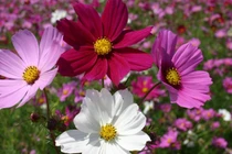 Đến tuổi trung niên, 3 con giáp làm ăn phát tài, nhà giàu nức tiếng 