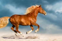 Nửa cuối tháng 5, 3 con giáp sự nghiệp và tài lộc dồi dào