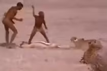 Video: Thổ dân châu Phi liều mạng cướp mồi của báo săn 